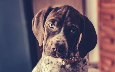 #01 – Why The World Needs More Honest Dog Breeders