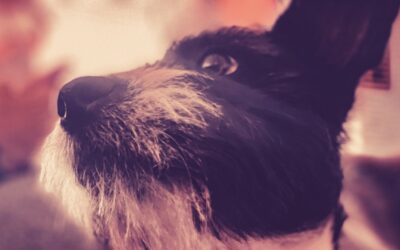 #67 – Are You Accidentally Sabotaging Your Dog Breeding Program?