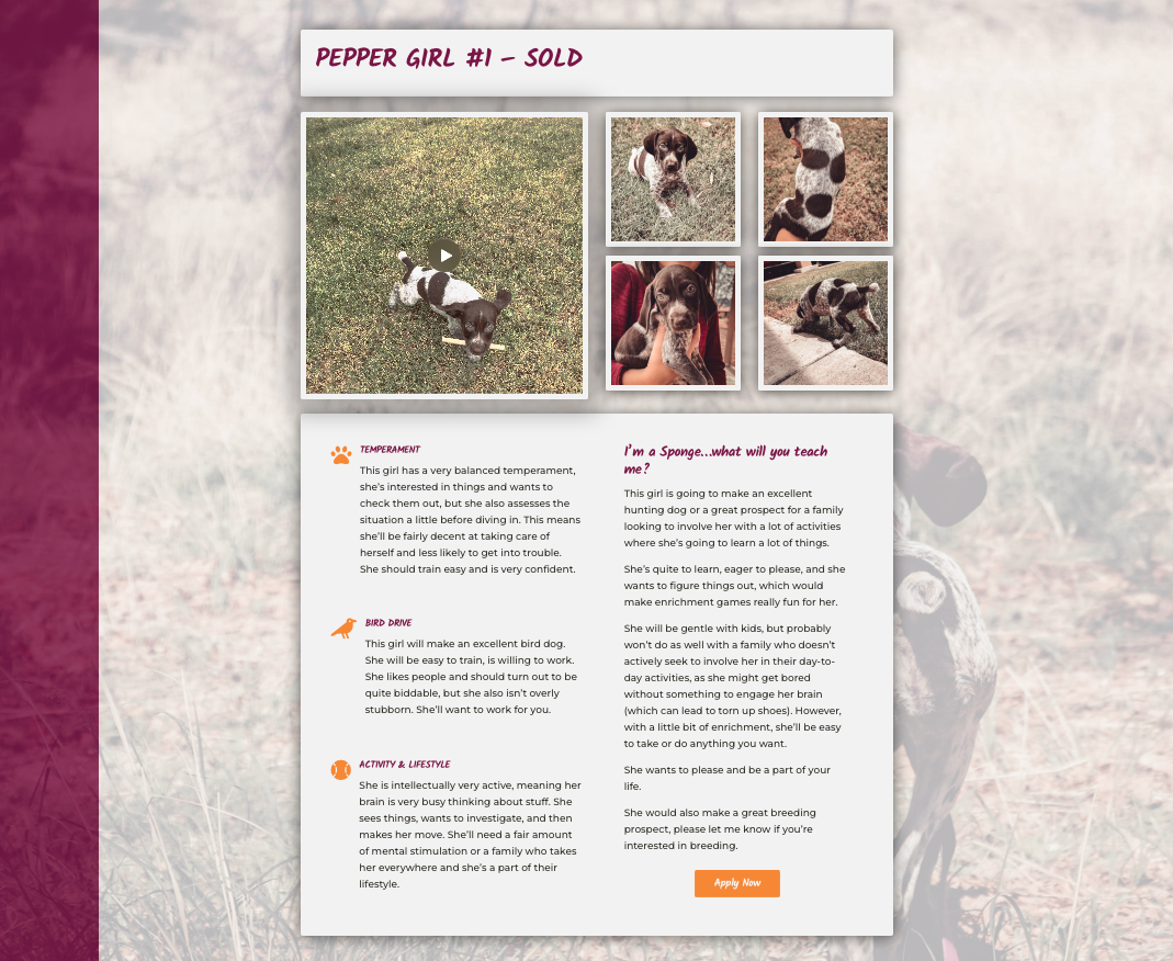 An example of one of my puppy advertisements on my website.