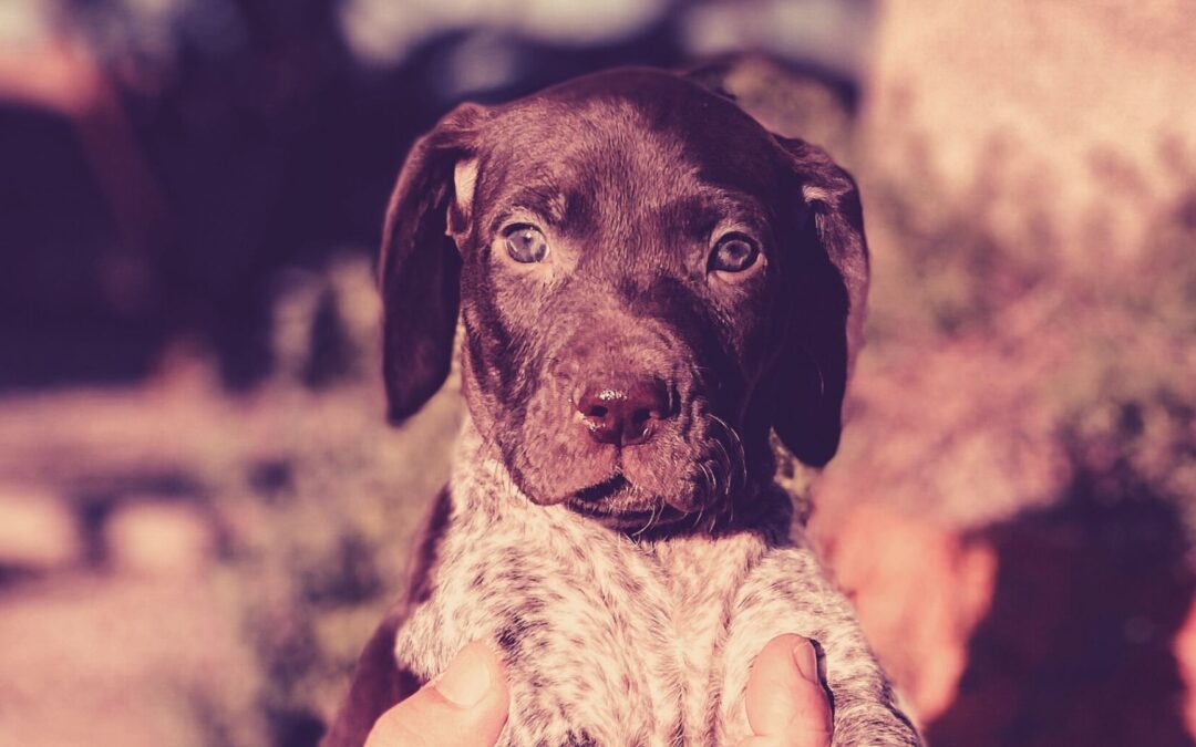 #60 – What Makes an Honest Dog Breeder?