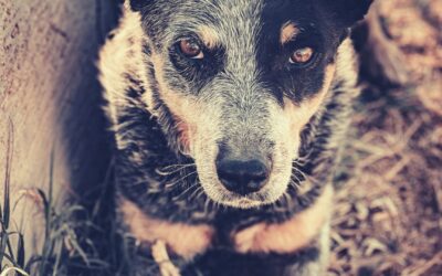 #02 – The Difference Between Honest Dog Breeders, Backyard Breeders, & Puppy Mills