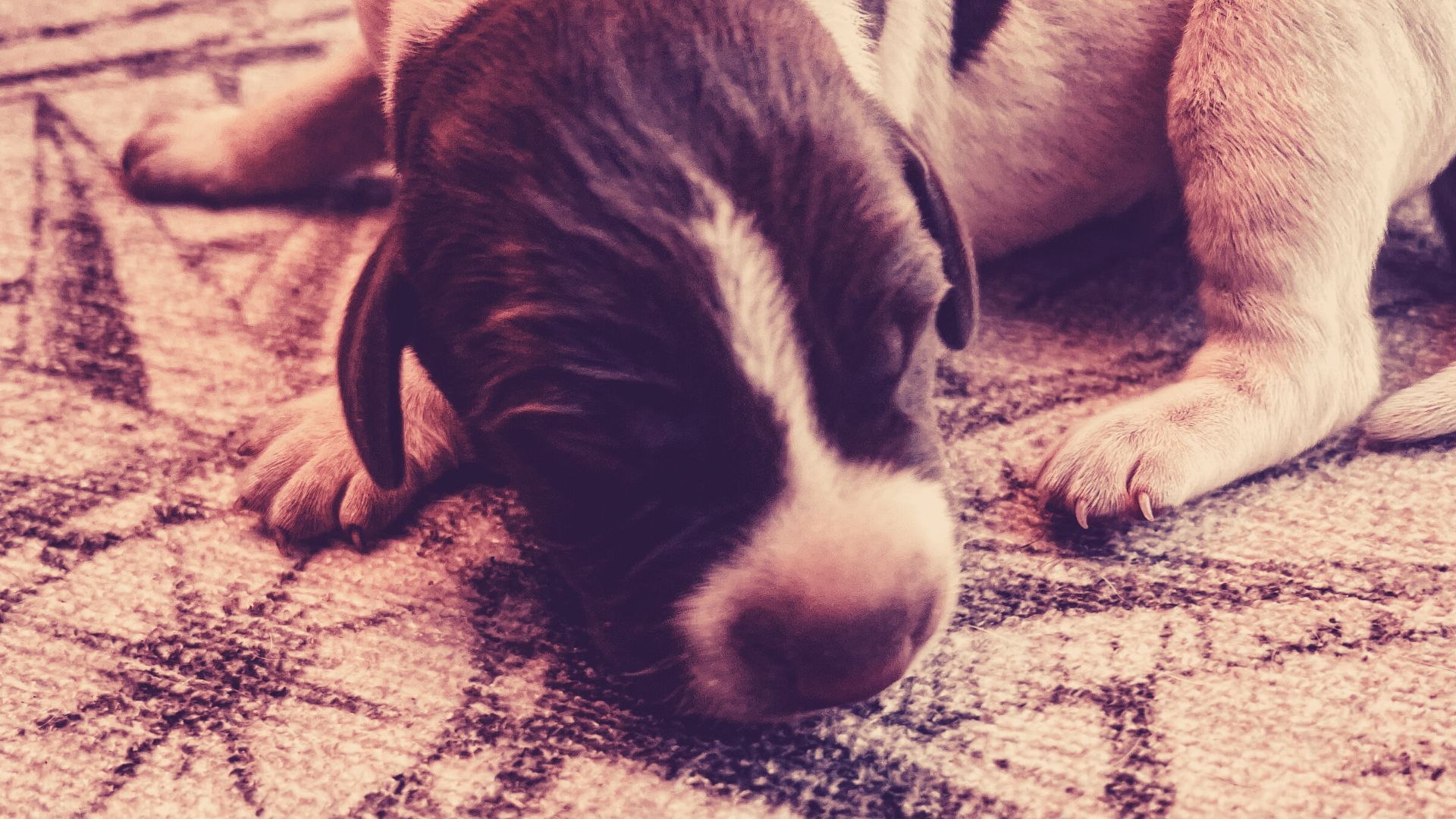 Podcast Honest Dog Breeder