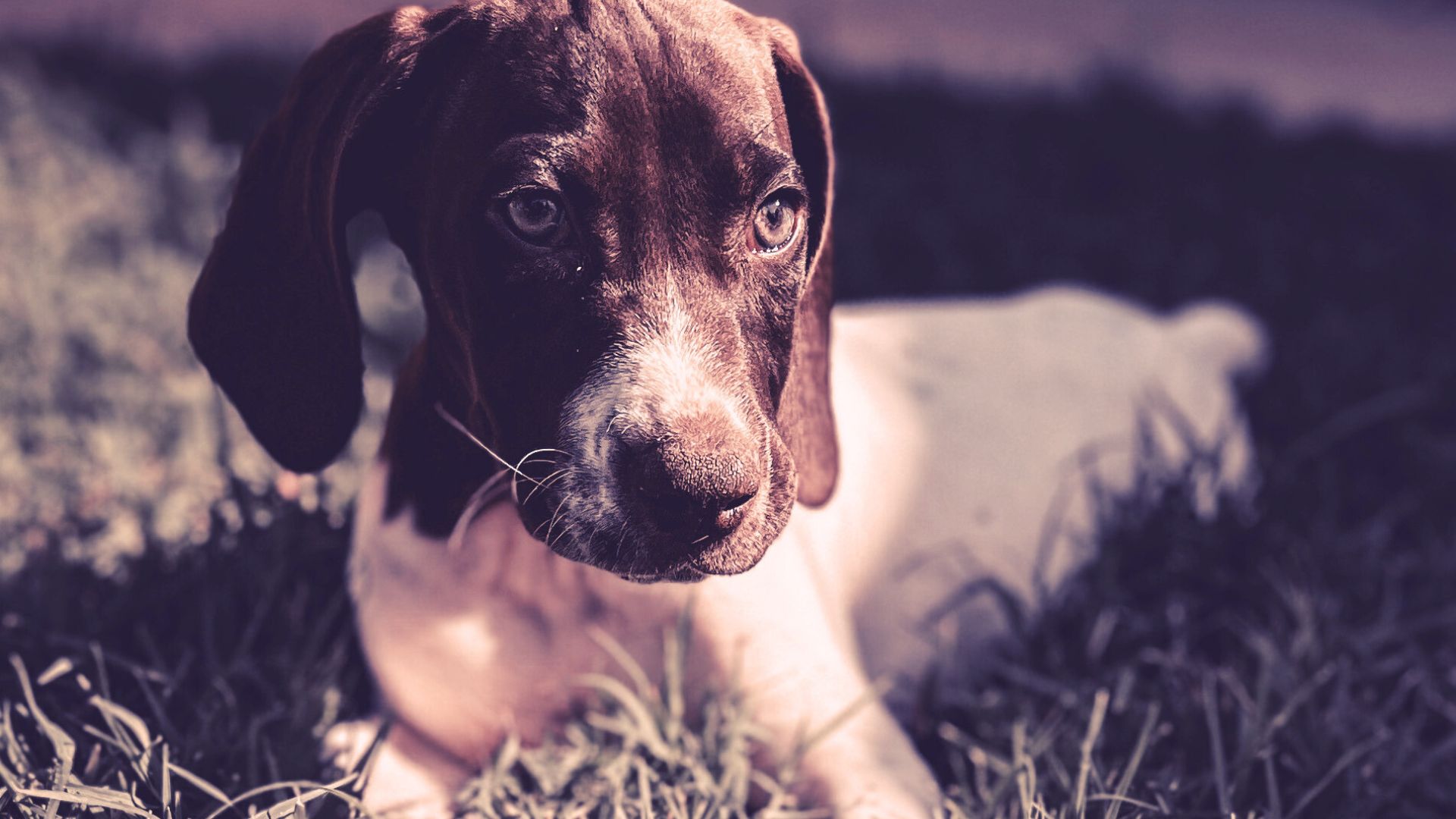 how-to-start-a-dog-breeding-business-honest-dog-breeder