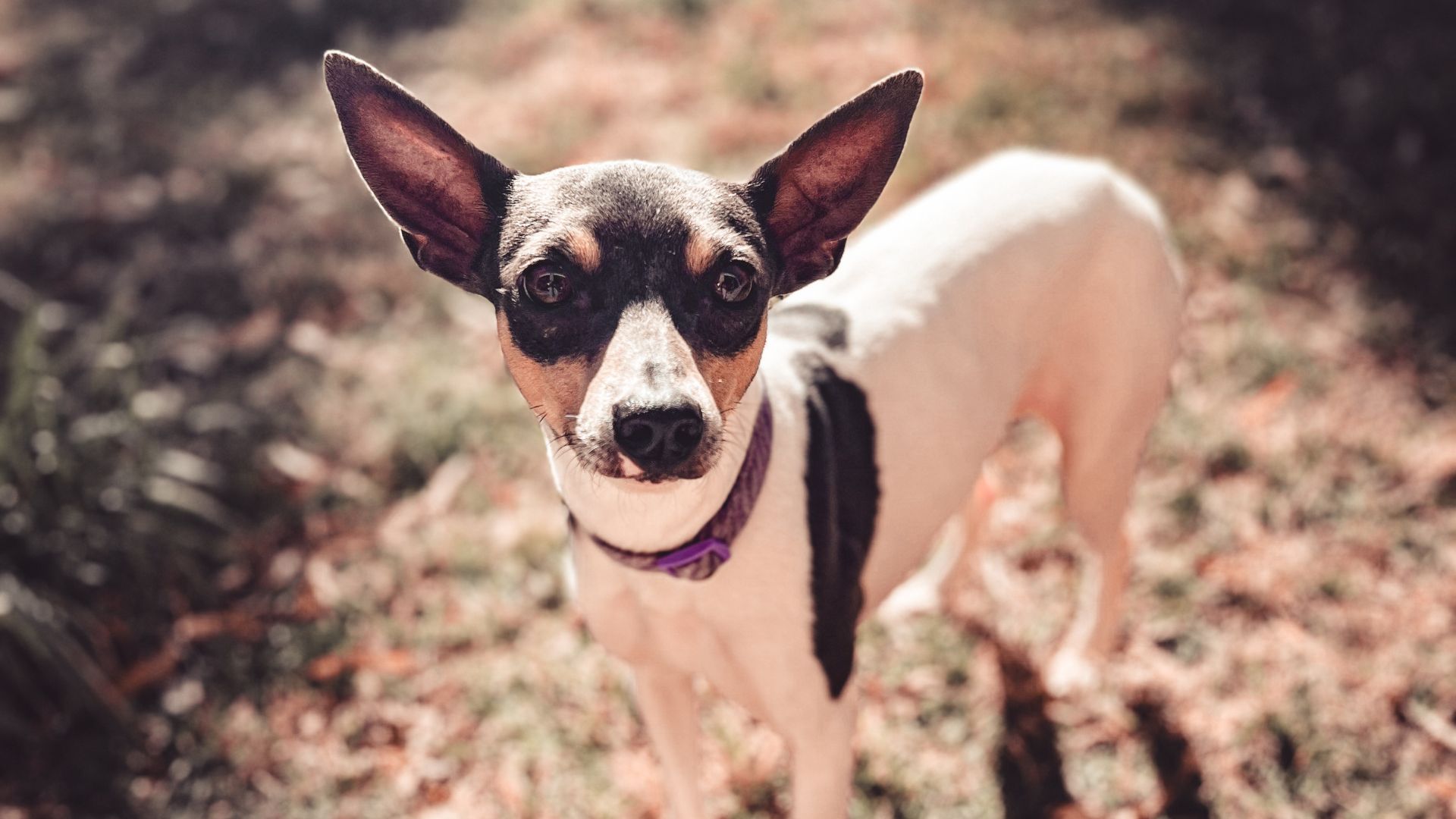 Important considerations when getting started with your dog breeding business