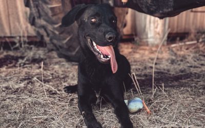 #111 – Markeing Money Leaks in Your Dog Breeding Business