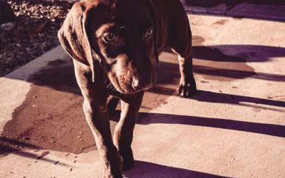 #110 – Why Outsourcing Isn’t Guaranteed to Save Your Breeding Program
