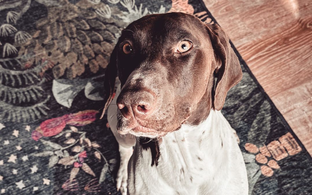 #109 – Is Your Dog Breeding Business Leaking Money?