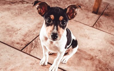 #113 – How Many Litters Should You Have?