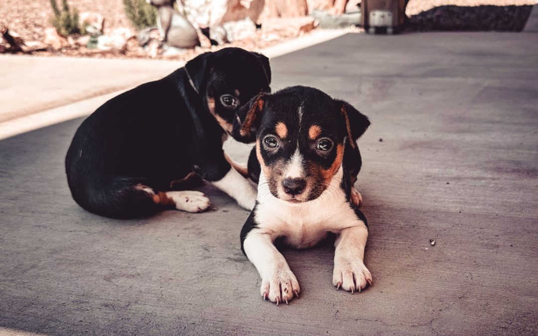 #112 – Q&A – Puppy Applications, Delayed Pickups, Deposits, More than One Breed, and Turning Down Red Flag Buyers
