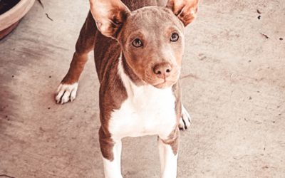 114 – Is Your Breeding Program Creating Your Future Or Just Getting You By?