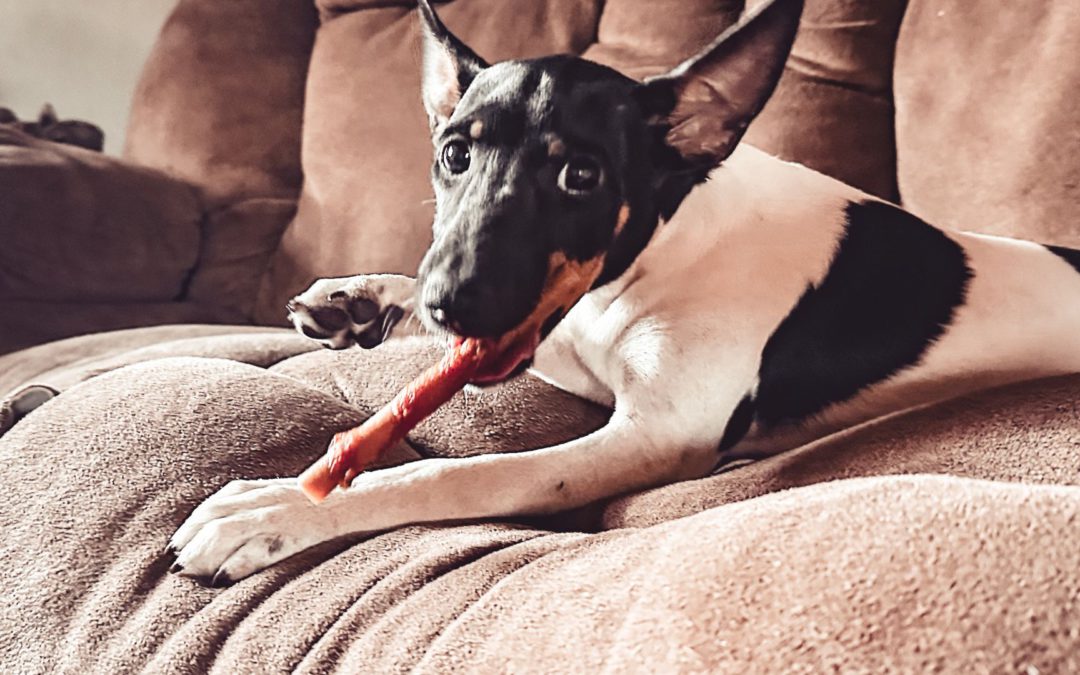 #118 – How to Manage Parvo Once You’ve Had It