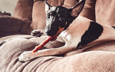 #118 – How to Manage Parvo Once You’ve Had It