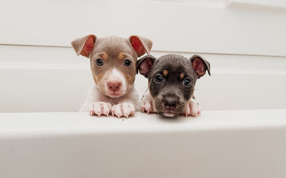 #119 – Secrets to Discounting Puppies – When it Works, When it Doesn’t, and How to Do it