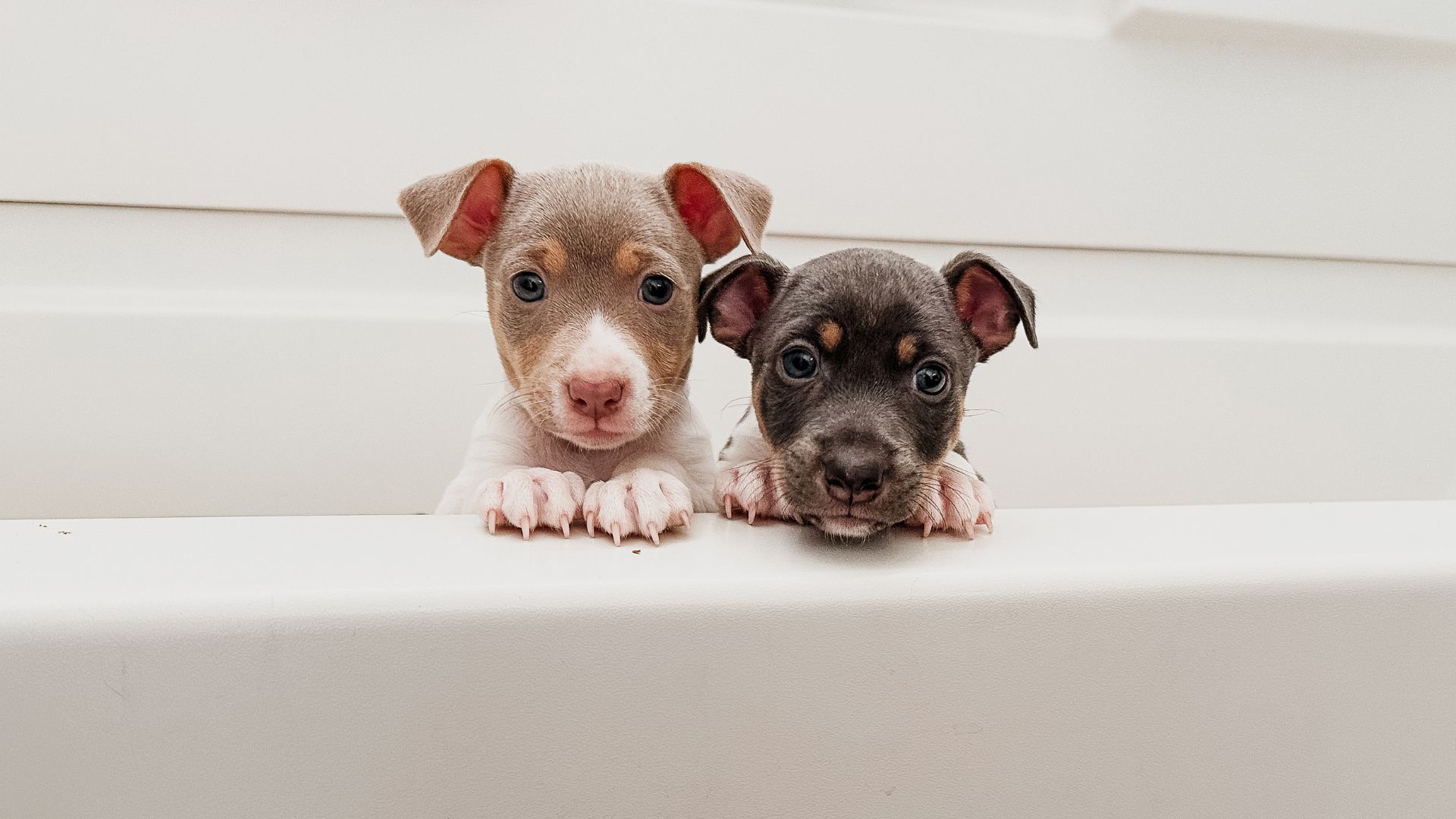 The Secret to Discounting Your Puppy Price