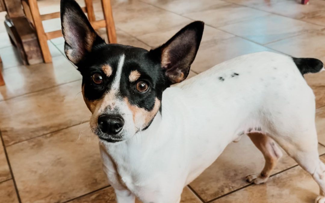 #122 – Which Kind of Breeder Are You?