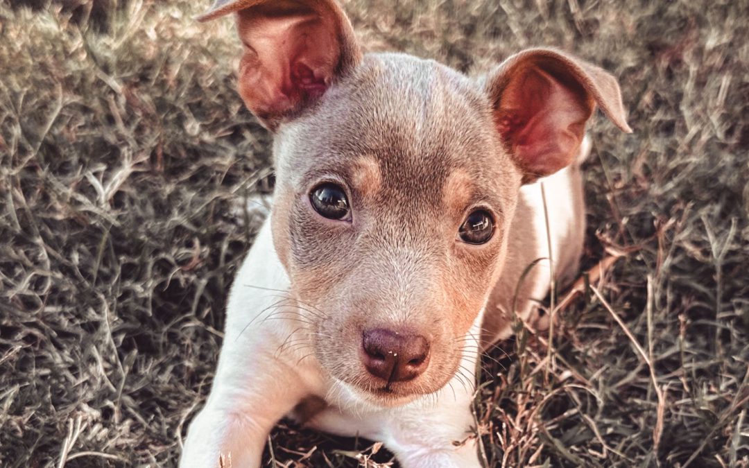 #121 – Does Placing Dogs in the Wrong Homes Make You a Bad Breeder?