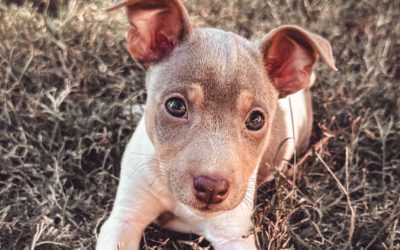 #121 – Does Placing Dogs in the Wrong Homes Make You a Bad Breeder?