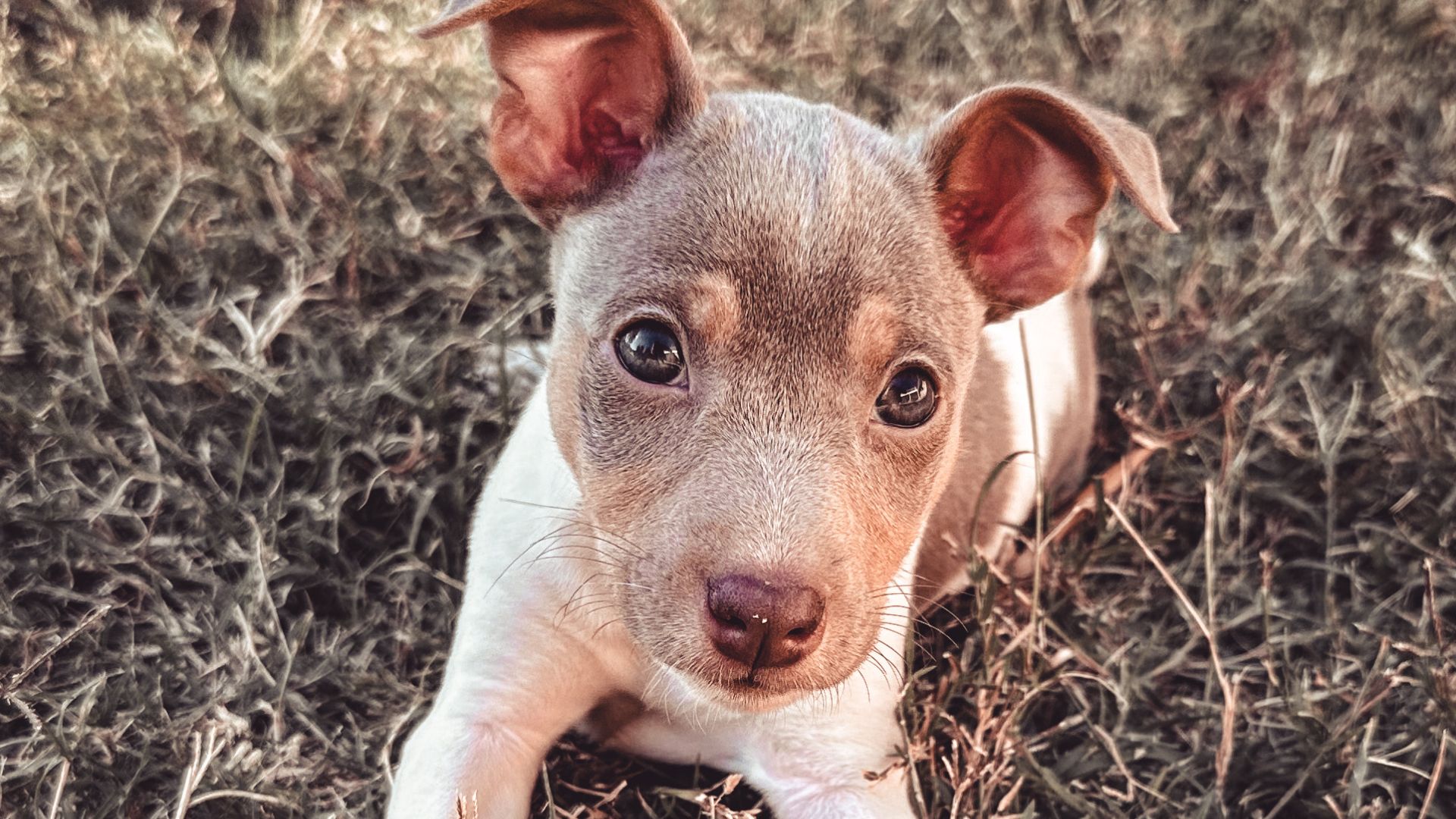 Do your buyers always tell the truth