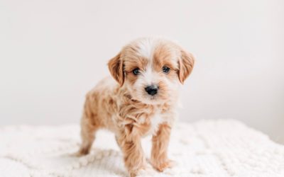 12 Days of Breeders – 7 – Andrea Jones of Maple Hill Doodles