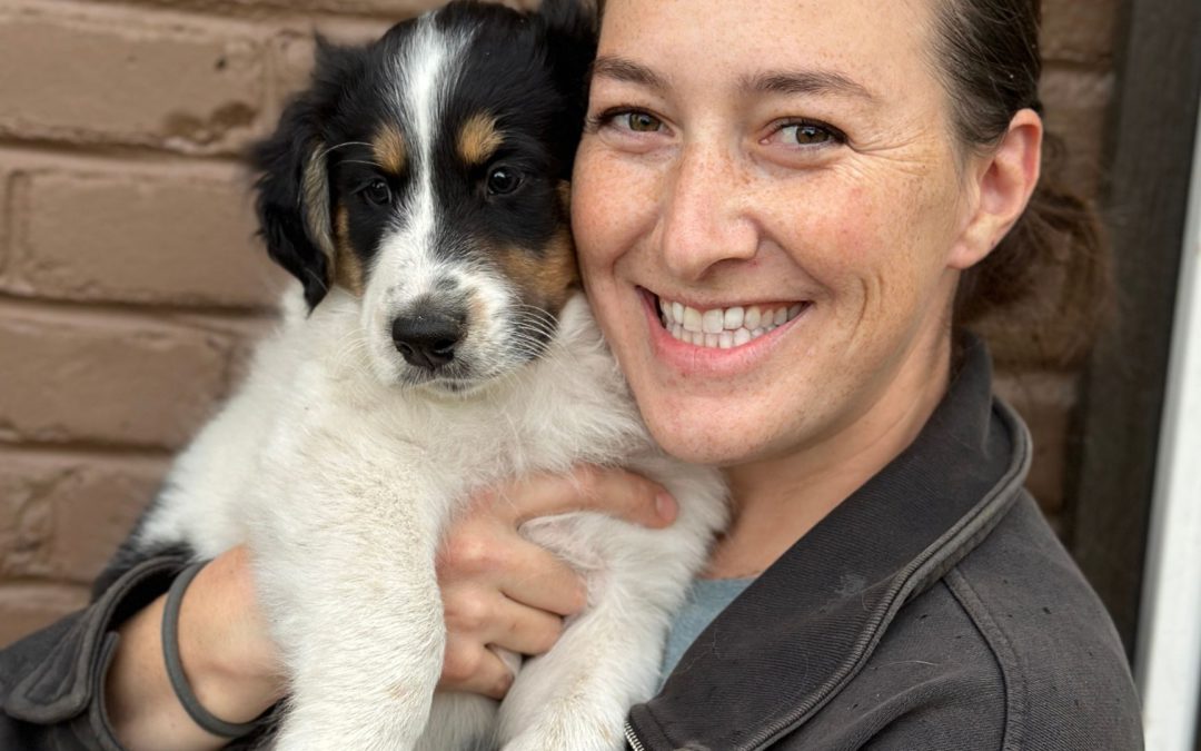 12 Days of Breeders – 8 – Sarah Whitman of Bonnie Brae Collies