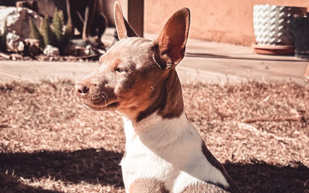 #125 – The Secret to Higher Priced Puppies