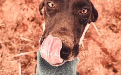 #128 – Q&A – All About Puppy Deposits