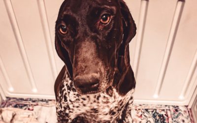 #131 – Why Dog Breeding Feels So Overwhelming – and What to Do About It