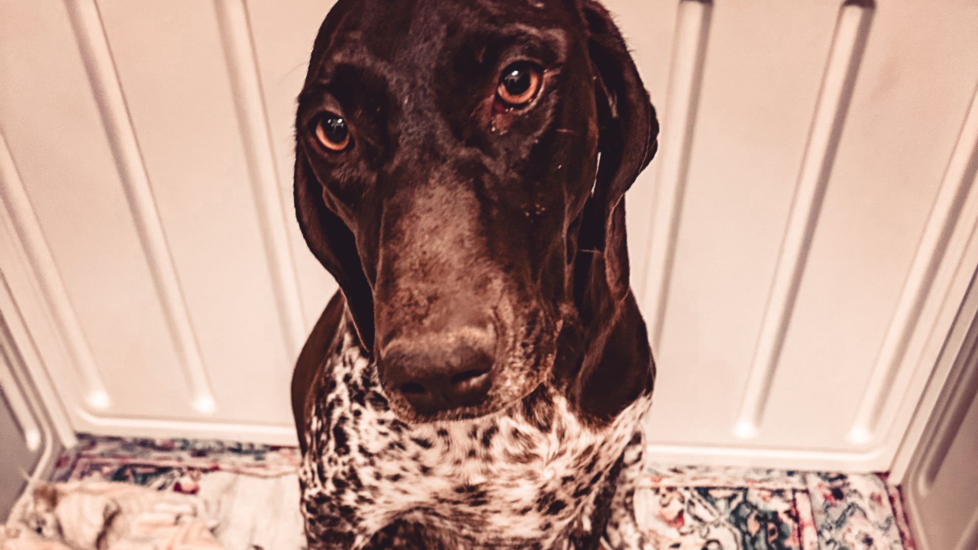 #131 – Why Dog Breeding Feels So Overwhelming – and What to Do About It