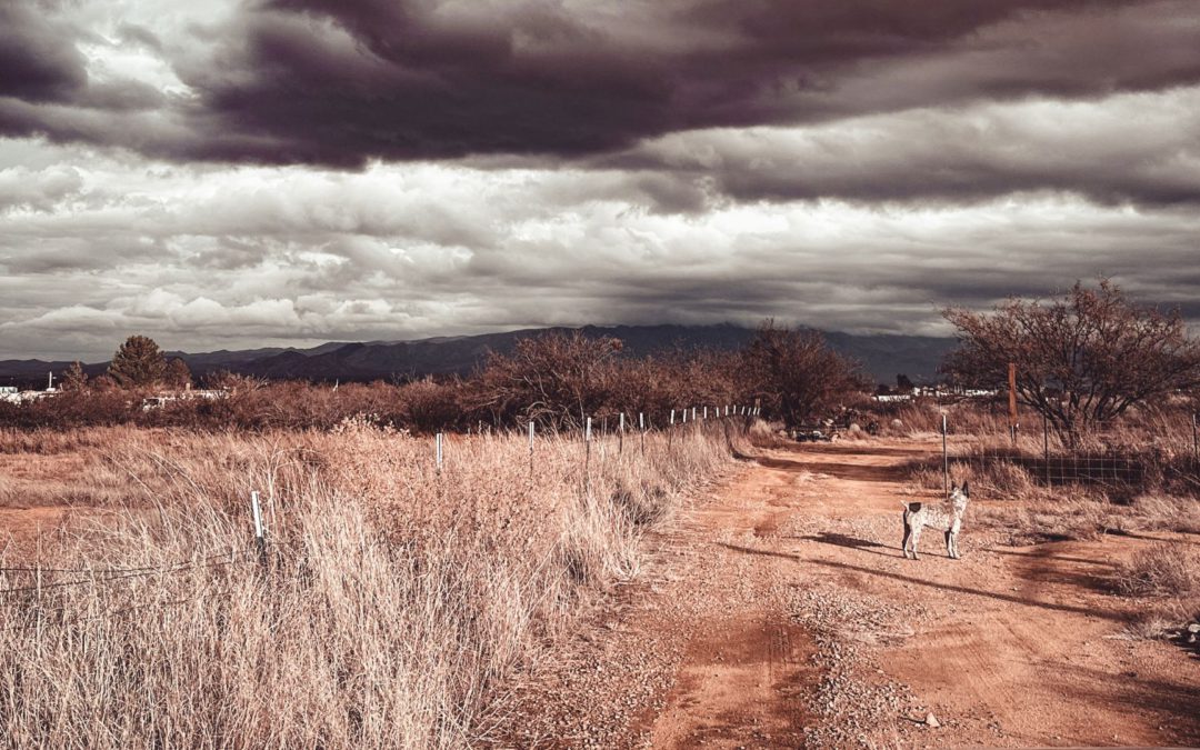 #132 – Purposeful Chaos in Your Breeding Program