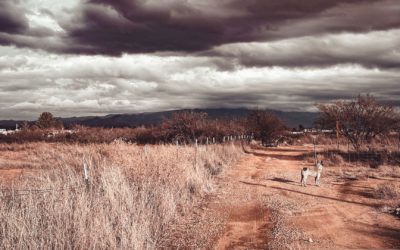 #132 – Purposeful Chaos in Your Breeding Program