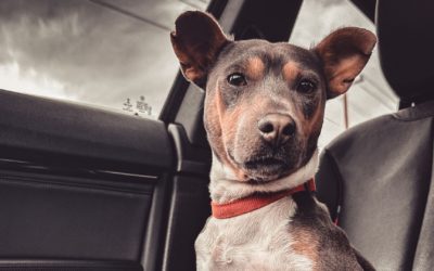 #133 – Dogs Who Are Taken Care Of, But Not Loved