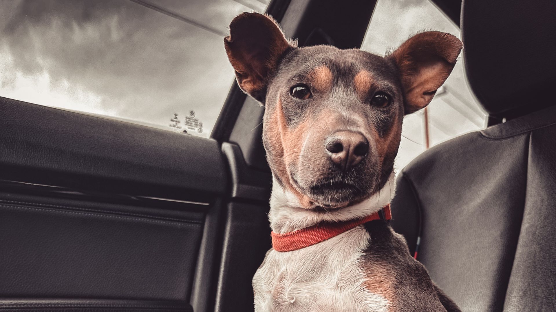 #133 – Dogs Who Are Taken Care Of, But Not Loved